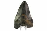 Bargain, Megalodon Tooth - North Carolina #76304-1